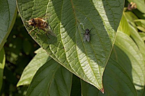 Pestřenka, Skristi, Krūmas, Lapija, Žalias, Vabzdys, Makro