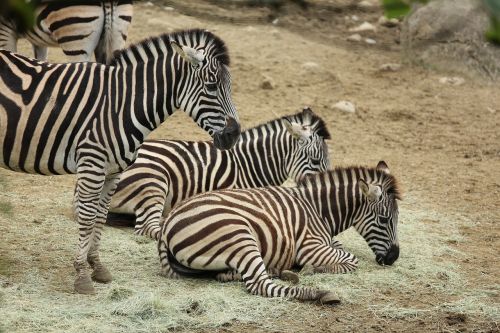 Naminis Gyvūnėlis, Zebra, Zoologijos Sodas