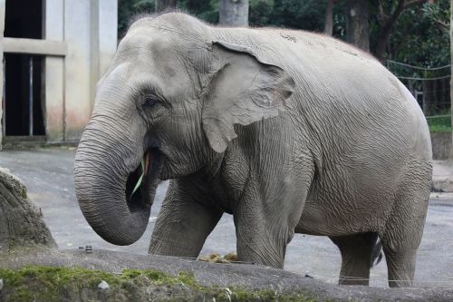 Naminis Gyvūnėlis, Drambliai, Zoologijos Sodas