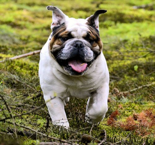 Naminis Gyvūnėlis, Buldogas, Šuo, Miškas, Laukinės Gamtos Fotografija, Gyvūnas, Snukis, Dėmesio, Mielas, Hundeportrait, Portretas, Saldus, Paklusnumas, Žaisti, Gamta, Gyvūnų Pasaulis, Kailis, Patinas, Galva, Lenktynės, Žinduolis, Jaunas Šuo, Brangioji, Veidas, Gražus, Mėgėjų Gyvūnai, Lojalumas