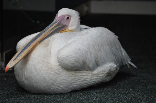 Naminis Gyvūnėlis, Pelican, Paukštis Kada Nors Buvo
