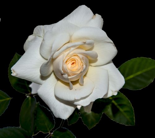 Žiedlapiai, Gėlė, Balta Gėlė, Rosa, Tekstūra