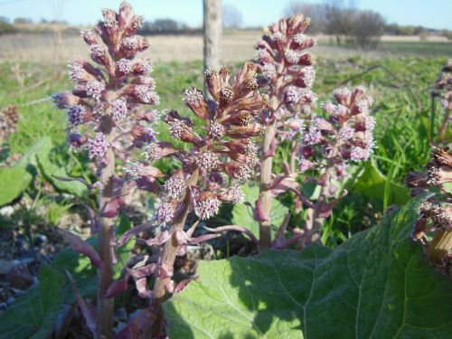 Petasides Hybridus, Raudona Butterbur, Gėlės, Augalai, Gamta, Kaimas, Iš Arti, Fonas, Griovys, Laukas, Raudona, Balta, Žalias, Ruda, Tapetai, Kaimas