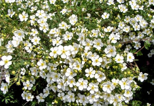 Gėlės,  Balta,  Mažos Baltos Gėlės (1)