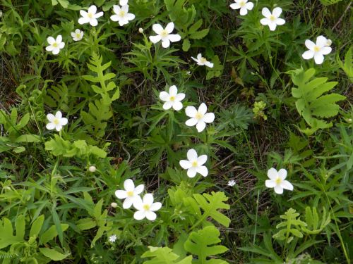 Gėlės,  Balta,  Mažos Baltos Gėlės (2)