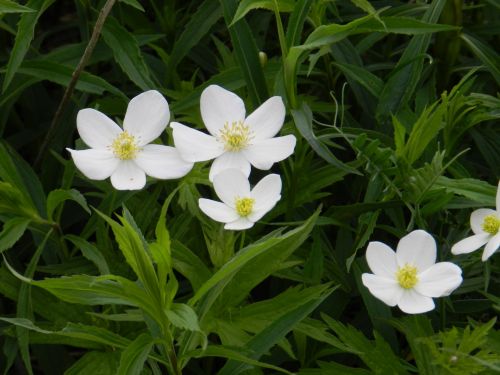 Gėlės,  Balta,  Mažos Baltos Gėlės (3)