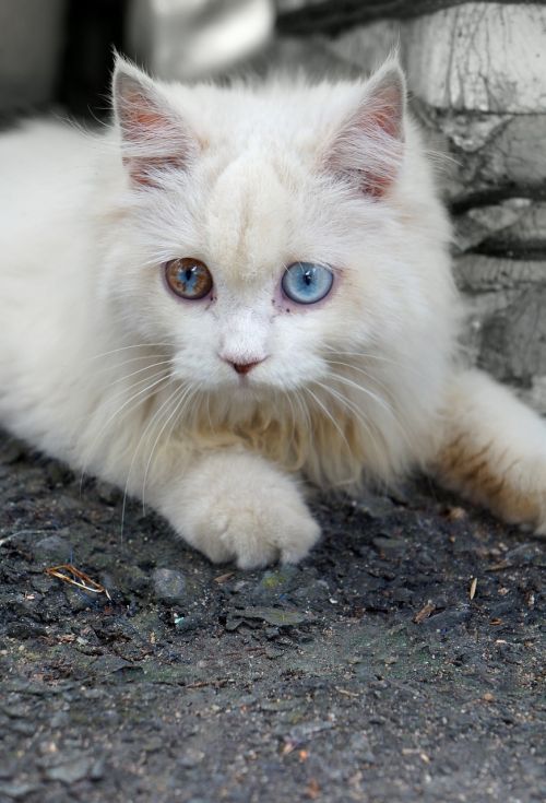 Augintiniai, Balta Katė, Mėlynos Akys