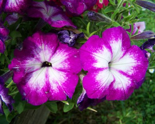 Petunija, Violetinė Ir Balta, Gėlių Sodas