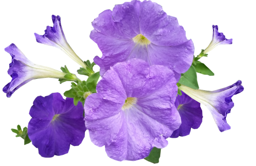 Petunija, Gėlės, Violetinė