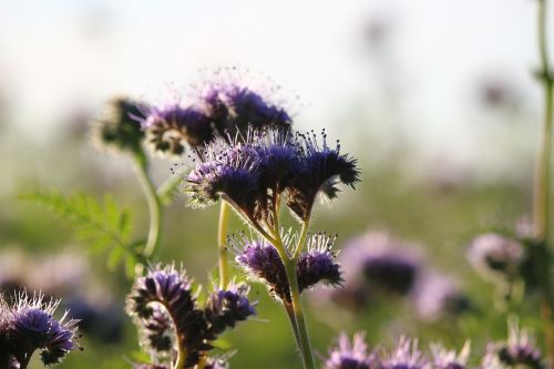 Phacelia, Bitės, Žiedas, Žydėti, Gėlė, Violetinė, Phacelia Tanacetifolia, Bičių Draugas, Violetinė, Bitininkų Gamykla, Kuoduotoji Gėlė