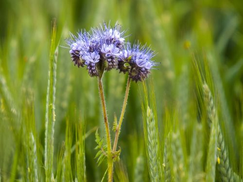 Phacelia, Phazelia, Augalas, Gėlė, Žiedas, Žydėti, Gamta