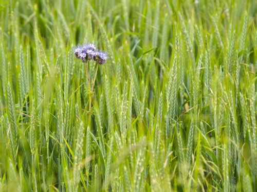 Phacelia, Phazelia, Gėlė, Žiedas, Žydėti, Augalas, Gamta