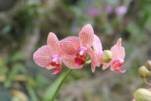 Phalaenopsis, Augalas, Gėlė, Rožinis