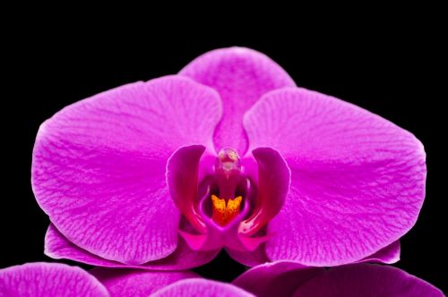 Phalaenopsis, Orquidea, Gėlė, Violetinė