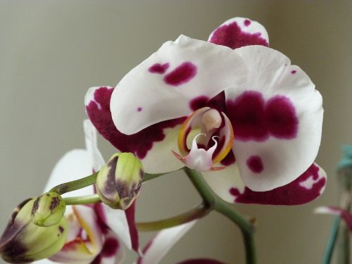 Phalaenopsis, Orquidea, Orchidaceae, Dažytos