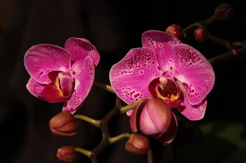 Phalaenopsis,  Orchidėjų,  Raudona Gėlė,  Gėlė,  Raudona,  Vainiklapis
