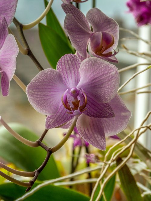 Phalaenopsis, Rožinė Orchidėja, Gėlių Elegancija, Makro, Orchidėjų Žiedas, Melo Orchidėja