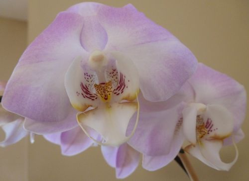 Phalaenopsis, Orchidėja, Gėlė, Žiedas, Melo Orchidėja, Rožinis, Egzotiškas