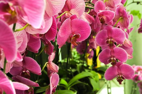 Phalaenopsis,  Gėlės,  Augalas,  Orchidėja