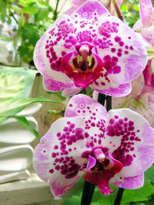 Phalaenopsis, Orchidėja, Drugelis Orchidėja, Rožinė Gėlė, Egzotiškas, Flora