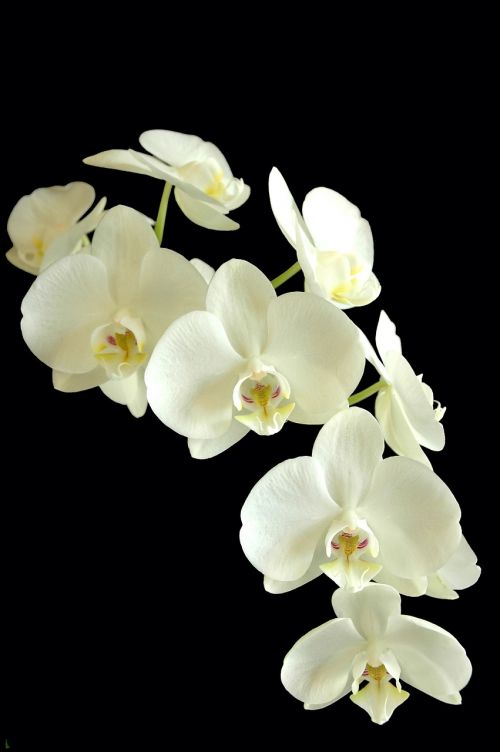 Phalaenopsis, Orchidėja, Gėlė, Balta Ir Juoda, Flora, Augalas