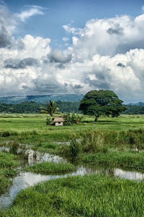 Filipinai, Kraštovaizdis, Vaizdingas, Namelis, Namas, Miškas, Medžiai, Miškai, Dangus, Debesys, Gamta, Lauke, Šalis, Kaimas, Kaimas, Srautas, Vanduo, Delnus, Palmės, Hdr