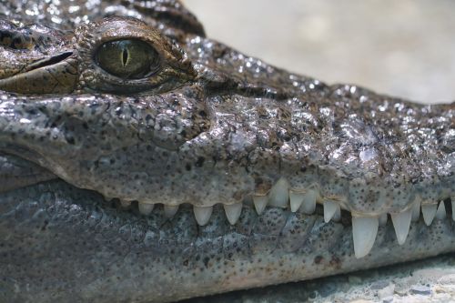 Filipinų Krokodilas, Gėlo Vandens, Krepulinis, Gyvūnas, Laukiniai, Pavojingas, Zoologijos Sodas