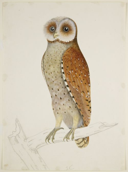 Fodilus Badius, Bay Owl, Piešimas, Dažymas, Biologija, Gyvūnas, Paukštis, Rūšis