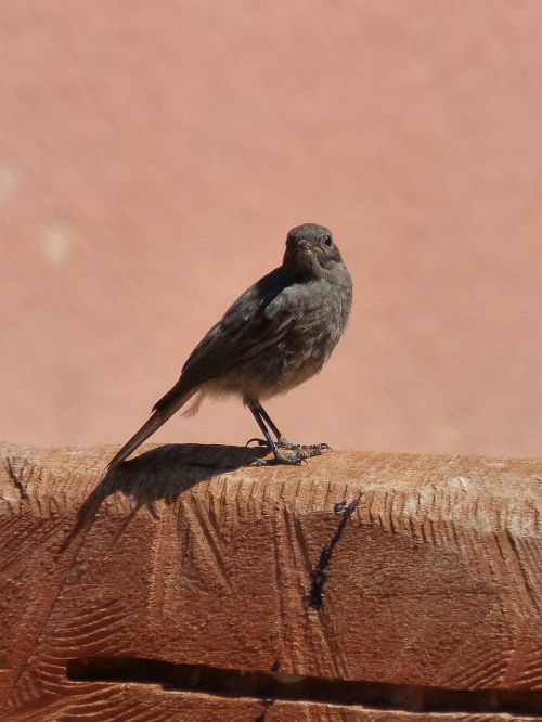 Phoenicurus Ochruros, Juoda Raudona, Rūkyta, Paukštis