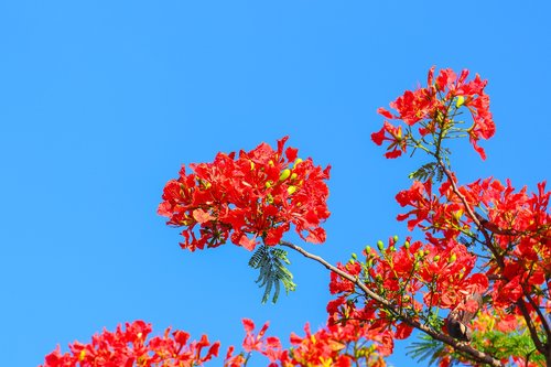 Phoenix Gėlių,  Poinciana