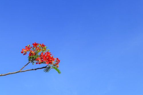 Phoenix Gėlių,  Poinciana
