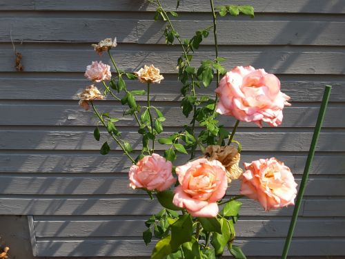 Rožės,  Rožinis,  Nuotrauka,  Fotografija,  Rožių Nuotrauka