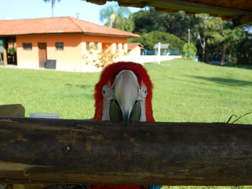 Macaw,  Fotografija