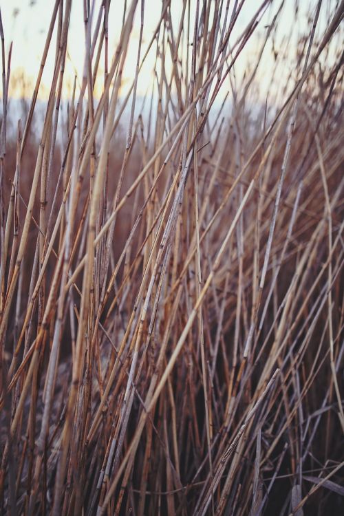 Phragmites, Nendrė, Gamta, Natūralus, Ežeras