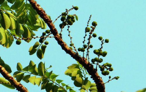 Phyllanthus Acidus, Malajiniai Agrastas, Žvaigždė, Agrastas, Agrastas, Uogos, Medis, Indija