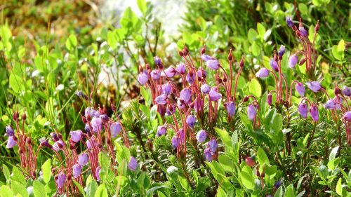 Phyllodoce Caerulea, Ericaceae, Virėja, Švedija, Augalas, Purpurinė Gėlė, Sånfjället