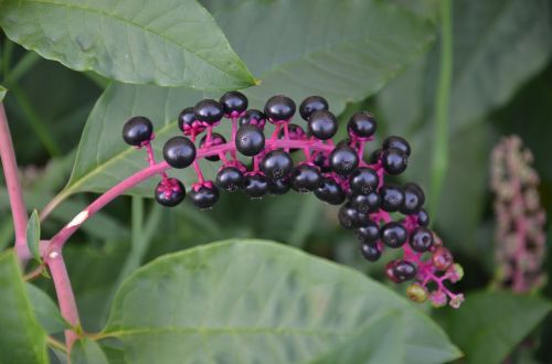 Phytolacca Spp, Uogos, Juoda