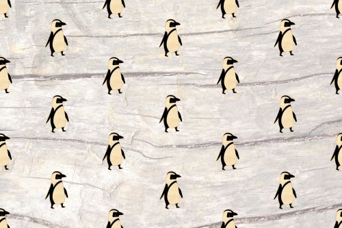 Pingvinas,  Zoologijos Sodas,  Gyvūnas,  Paukštis,  Gamta,  Fonas,  Dekoratyvinis,  Tapetai,  Pasiimti Pingviną