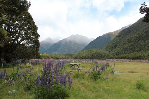 Iškylai, Ženklas, Gėlės, Stendas, Natūralus, Laukinės Gėlės, Kalnai, Naujoji Zelandija
