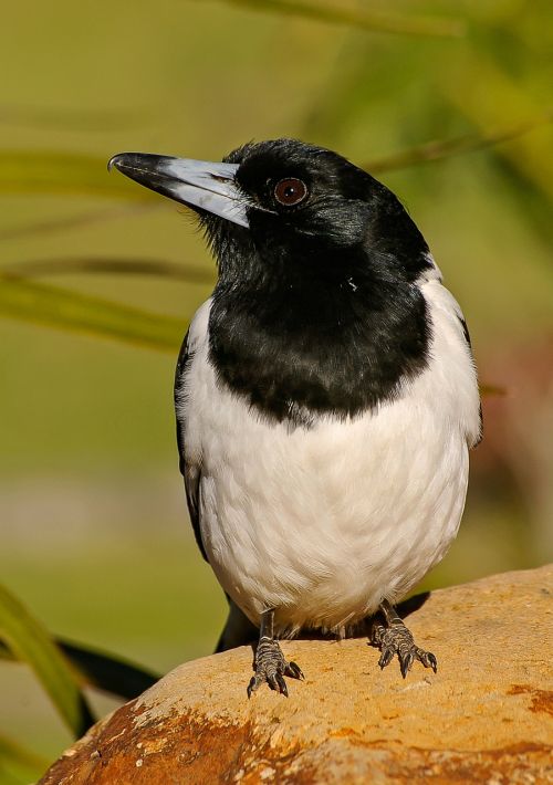 Pied Butcherbird, Butcherbird, Paukštis, Juoda, Balta, Laukiniai, Queensland, Australia