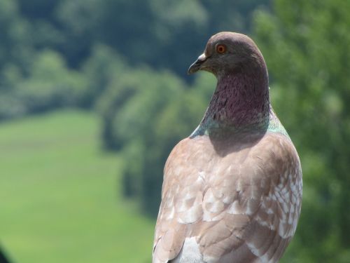 Balandis, Ruda, Žalias