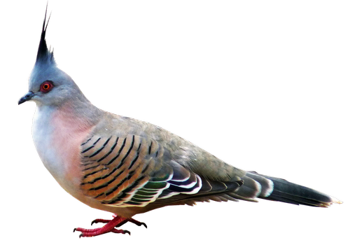 Pigeon,  Paukštis,  Pobūdį,  Gyvūnijos,  Ornitologijos,  Paukščių Stebėjimas