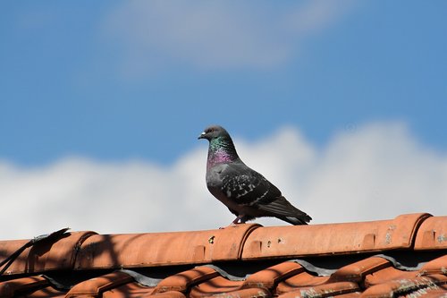 Pigeon,  Paukštis,  Gyvūnas,  Pobūdį,  Nuolatinis,  Stogo,  Prancūzija,  Dangus,  Europa