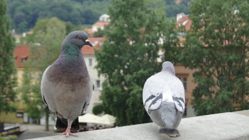 Balandis, Paukštis, Gyvūnas