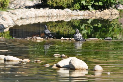 Balandžiai, Parkas, Ruduo