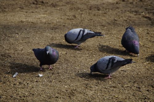 Balandžiai, Peck, Paukščiai, Valgyti, Maistas, Gyvūnai