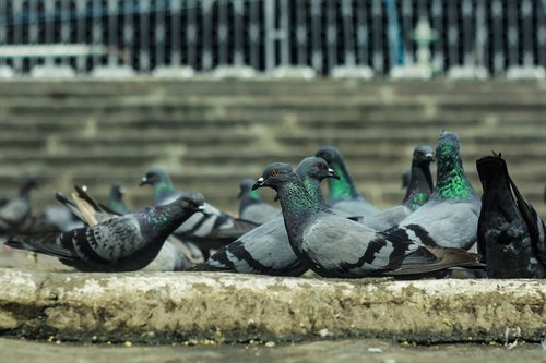 Balandžiai,  Paukštis,  Indija,  Hyderabad