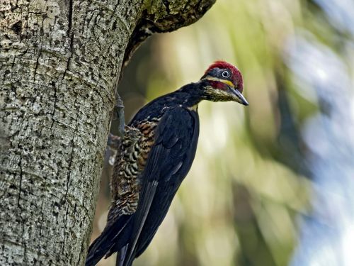 Pileated, Dzenis, Paukštis, Gyvūnas, Gamta, Medis, Žurnalas, Žiūrėti