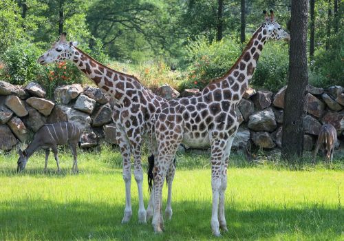 Pilsen Zoo, Žirafos, Dviejų Žiurkių Žirafa
