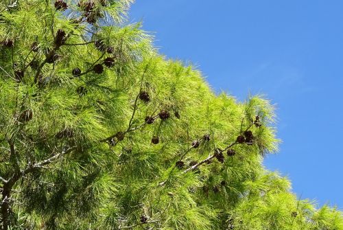 Pušis, Medis, Pinus, Spurgai, Las Vegasas, Nevada, Usa, Amerikietis